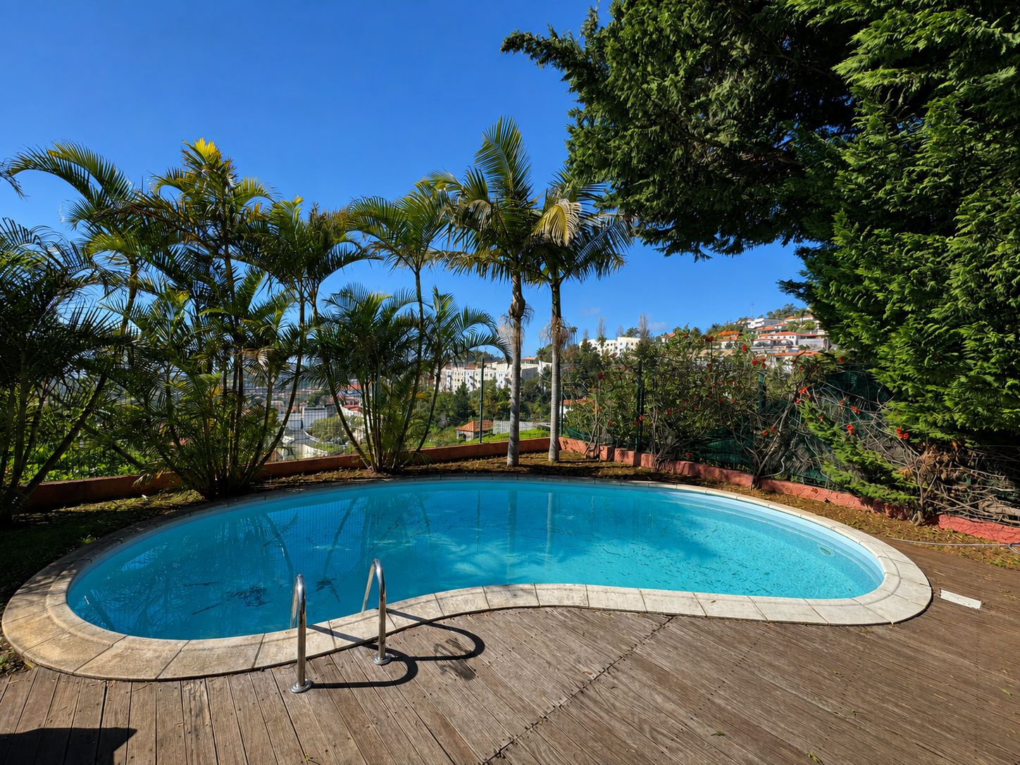 Swimming pool surrounded by palms
